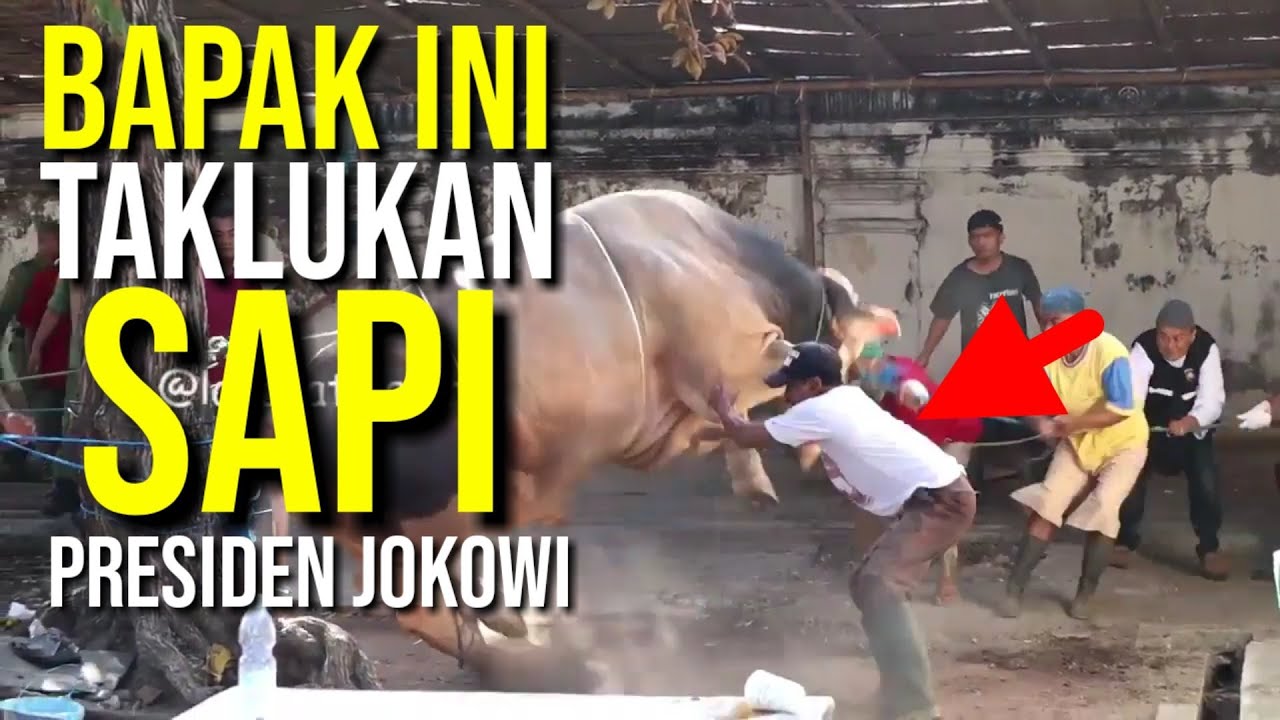 Sapi Kurban Jokowi 2021 Ngamuk - YouTube
