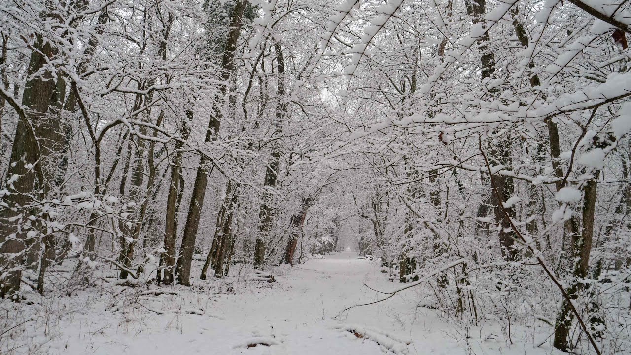Hóesés az Erdőben - Snowfall in the Forest 4K