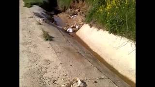 Spanish Common Water Vole