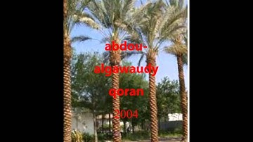 تلاوة نادرة روعه عبده حوايدى60702135