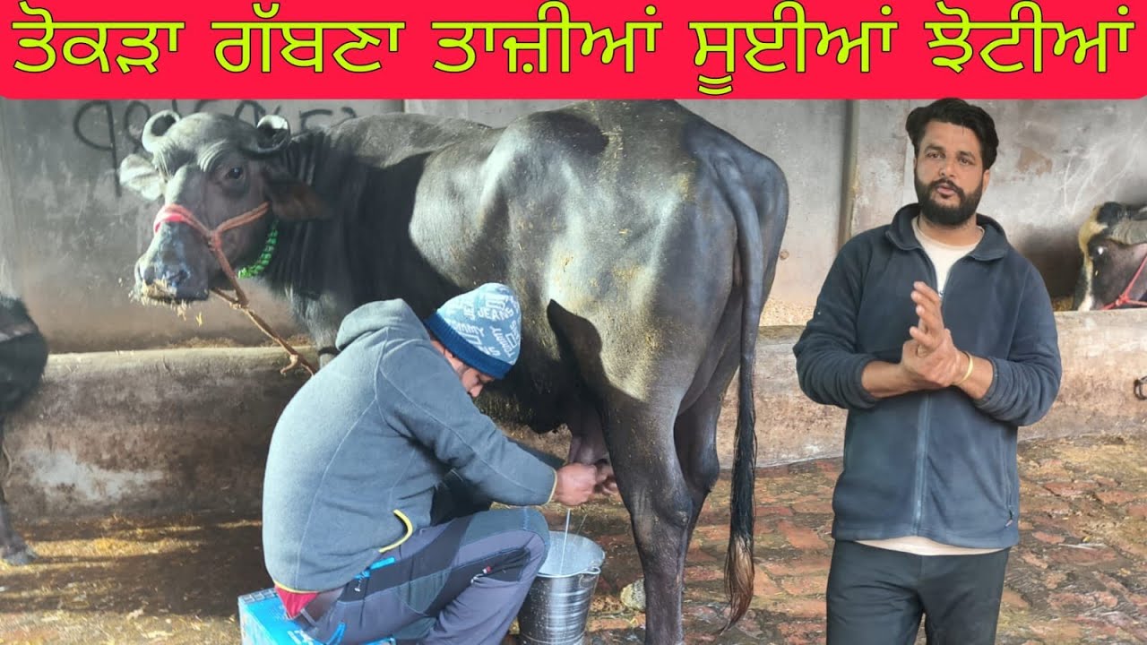 ਮਿੱਤੀ 6ਮਾਰਚ 2026 ਫ਼ੋਨ 98159,65751 ਤਾਜ਼ੀਆਂ ਸੂਈਆਂ ਝੋਟੀਆਂ ਹਰਿਆਣੇ ਦੀਆਂ ਬਿਲਕੁੱਲ ਮੁਫਤ ਲੁੱਟ ਲਓ ਮੇਲਾ #