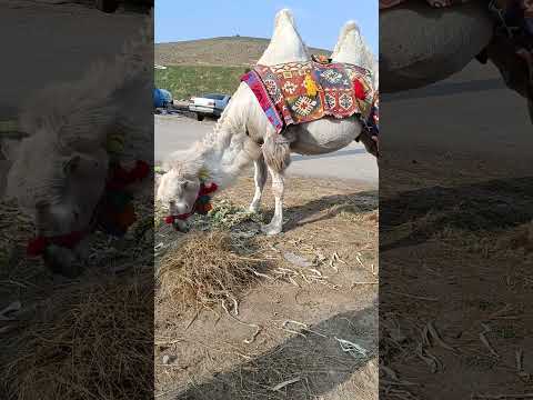 ویلا دره اسم شتر سانار