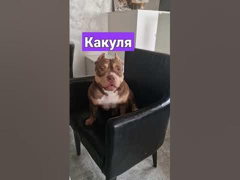 Какуля - YouTube