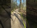 Dog's perfect day in the woods #nature #dog #peaceful #lungproblems #rottweiler