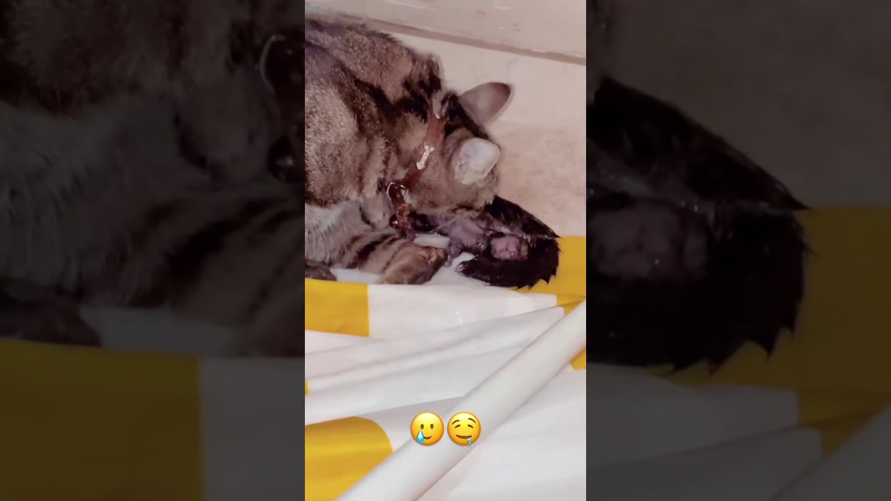 REYNMEN STORY KEDİ, PİKA, CHU DOĞURDU, YENİ YAVRULAR YouTube