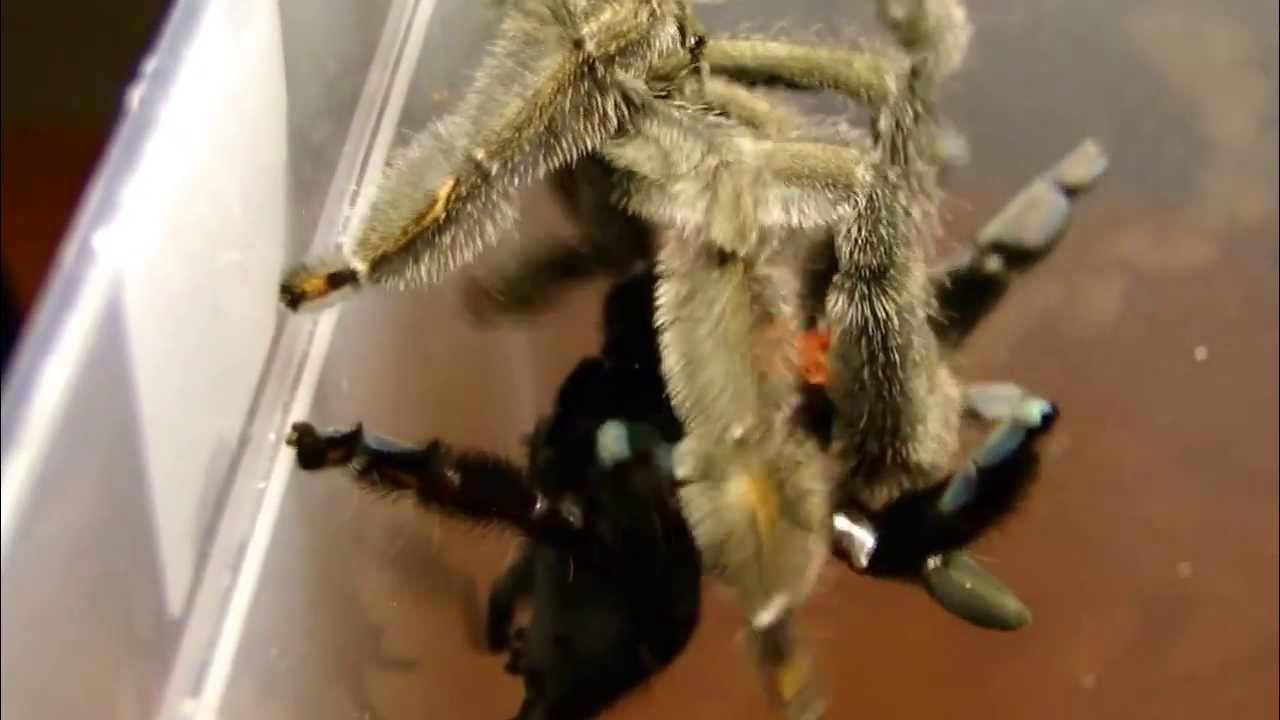 Grammostola pulhra спаривание. - YouTube