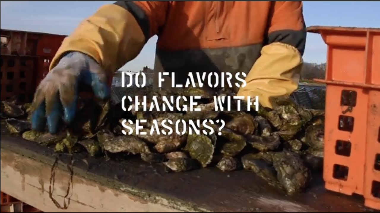Ask Us Anything Do Oysters Change With The Seasons? YouTube