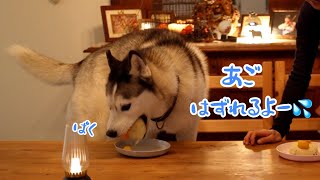 興奮したハスキーがケーキ丸飲みしちゃいました！ by ガウガウくんとポッちゃん / Husky And Rescued Dog 2,945 views 4 months ago 8 minutes, 4 seconds