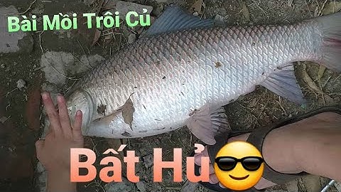 #Chia Sẻ Bài Mồi Câu Cá Trôi Củ Bất Hủ-Đi Cùng Năm Tháng#Drifting Bait Fishing