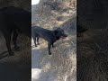 los perritos abandonados necesitan ayuda 🐶 #mexico #perros