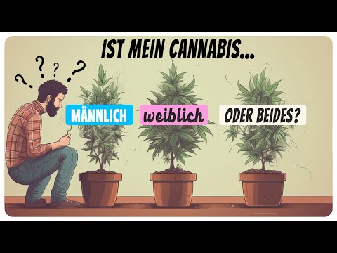 Video: Sind Raupen männlich oder weiblich?