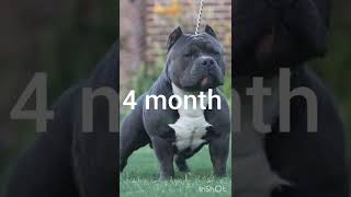 1 month and 1 Year American bully days