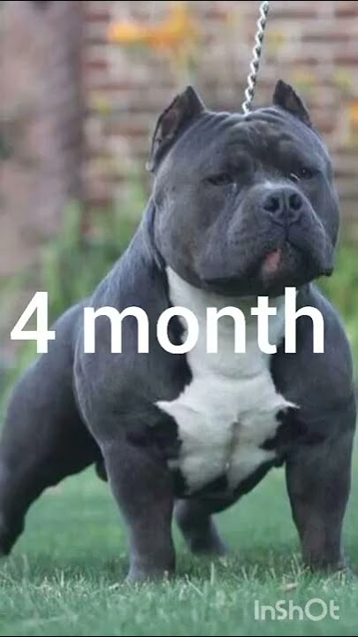 1 month and 1 Year American bully days