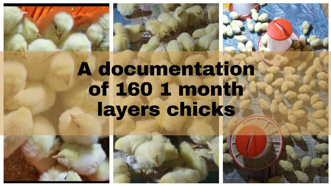 A documentation of layers at one month | How to start a poultry farm ...