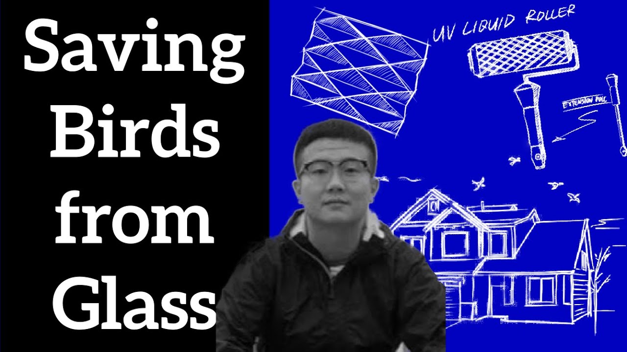Birdsafe Glass Bird Safety Designs from Charles Chu YouTube