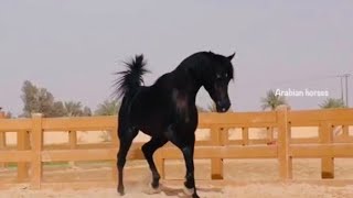 BLACK ARABIAN HORSES ROYAL  حصان عربي اصيل اسود ادهم ملكي فحل screenshot 4
