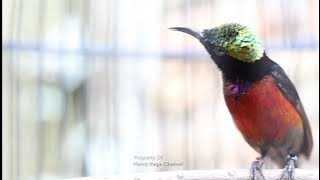 Kolibri Ninja dada merah on fire suara merdu Dan bervariasi cocok masteran