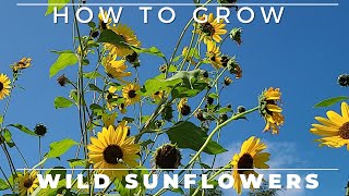 Wild Sunflower - Complete Grow And Care Guide