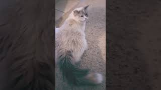 She is one pregnant lady. #cat #siberian