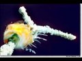 9/11 Experiments: Collapse vs. Demolition ~ Part 1 of 2