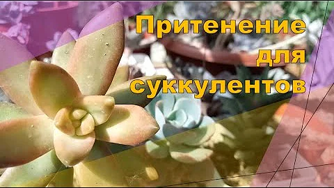 нужно ли суккулентам притенение и стекло?
