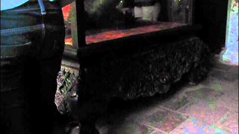 Cụ Rùa 2, Hồ Gươm,Đền Ngọc Sơn, Hà Nội, Danh lam Thắng cảnh, di tích