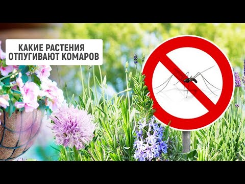 Какие растения отпугивают комаров