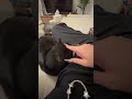 【飼い主出張中】友達の家で過ごす黒豆柴の琥珀！#shorts