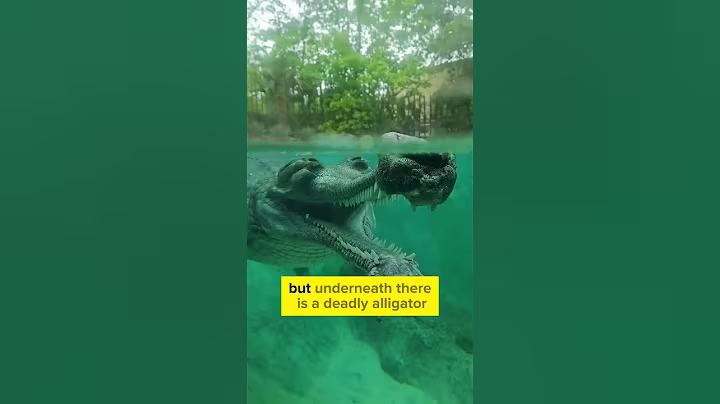 Dont Swim in this water 😱 #shorts #alligator #crocodile #dangerous #reptiles