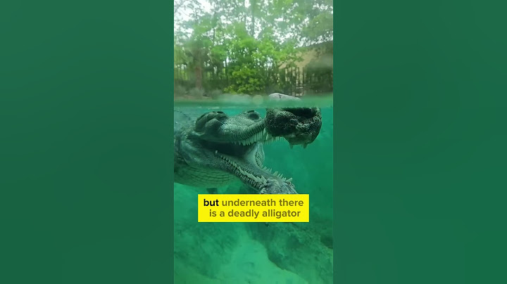 Dont Swim in this water 😱 #shorts #alligator #crocodile #dangerous #reptiles