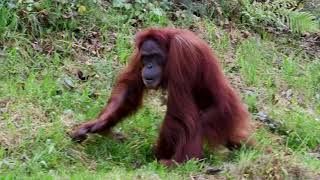 Jiwa the orangutan's 24th birthday!