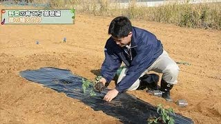 サントリーフラワーズ『野菜の育て方・基礎編　③苗の植え付け』 5分24秒
