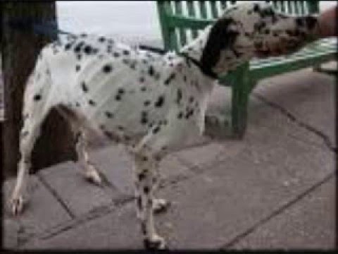 Animal abuse awareness video_0001.wmv