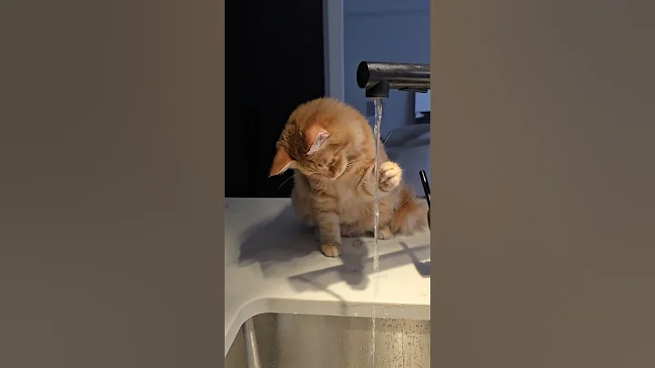 Video 11551721: siberian cat kitten, cat kitten bathing, cat bath water