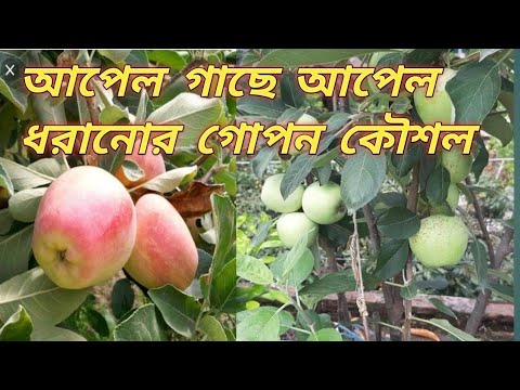 ভিডিও: চ্যাপ্টা আপেল গাছের ডাল