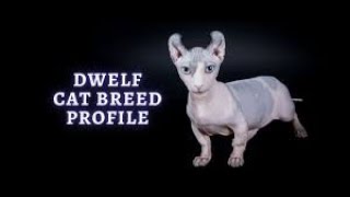 Top 10 Purr Fect Facts About Dwelf Cats by puspusmeowmeow 22 views 3 weeks ago 3 minutes, 40 seconds