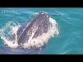 Whale Watching Close up Encounter of a Humpback Whale