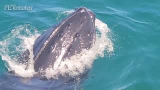 Whale Watching Close up Encounter of a Humpback Whale by PETacular 2,931 views 1 year ago 2 minutes, 56 seconds