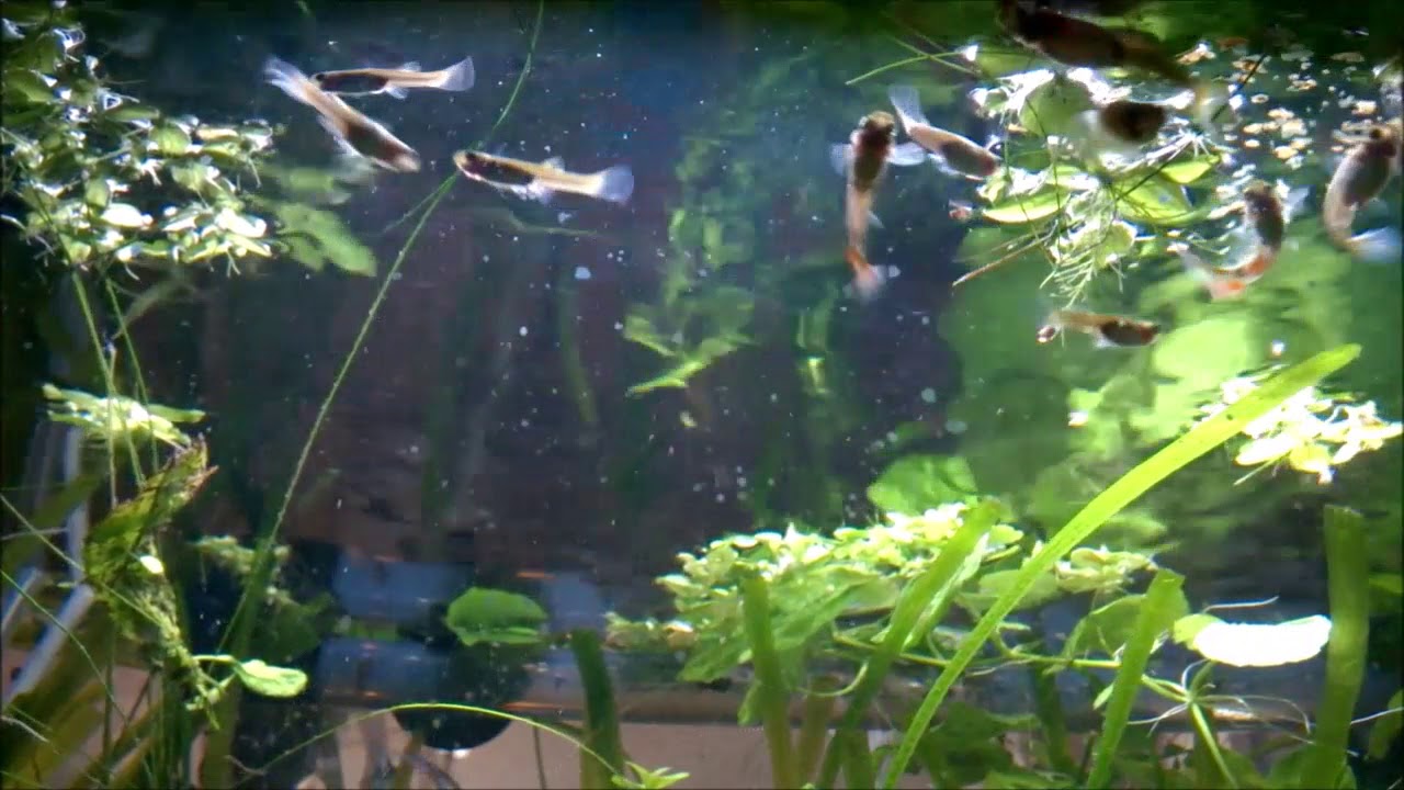 Aquarium Algenblüte nach einem Tag - YouTube