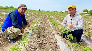 10 sotih pomidorga 🍅🍅 10 million harajat boʻladimi? Pushtaga bolgarski ekildi.5-qism.