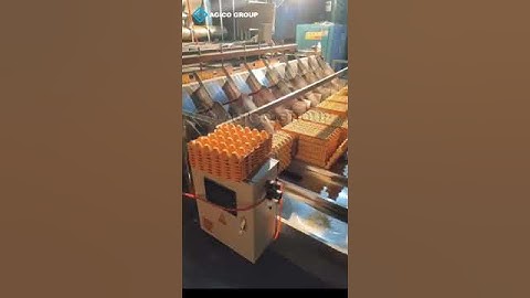 AGICO DT8*8  10000pcs/hr Egg Tray Machine with Metal Drying line#EggTrayMachine