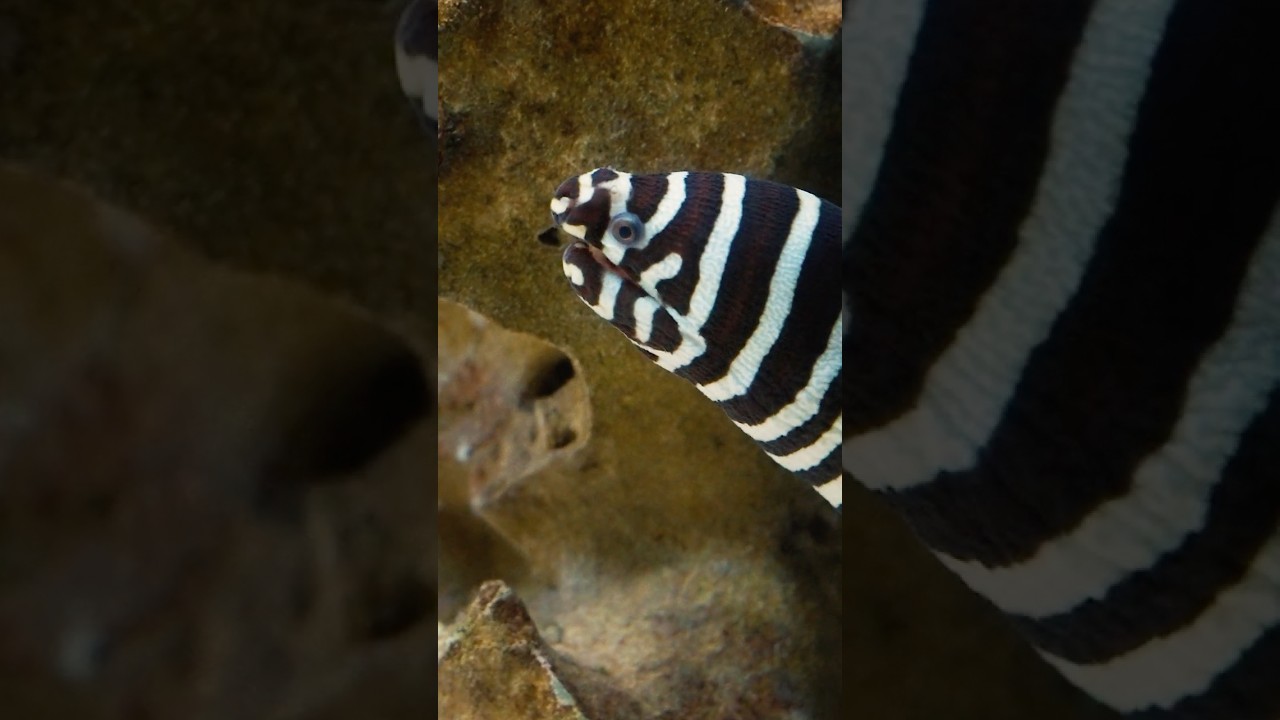 Zebra Moray Eel – Breathing Like a Dragon