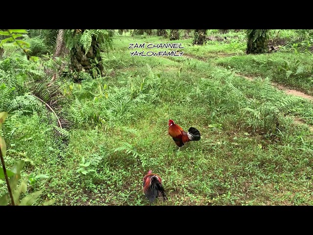 PIKAT AYAM HUTAN , AKSI GILA GILA BY OSCAR , LAMAN LEMBU MASUK PARIT! class=