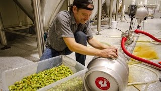 Fresh Hop Beer - Wet Hops From Farm To Brewery