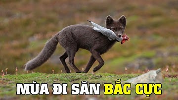 Săn Mồi Trong Hoang Dã P2 ( Bắc Cực ) | Khám Phá Thế Giới Động Vật Hoang Dã