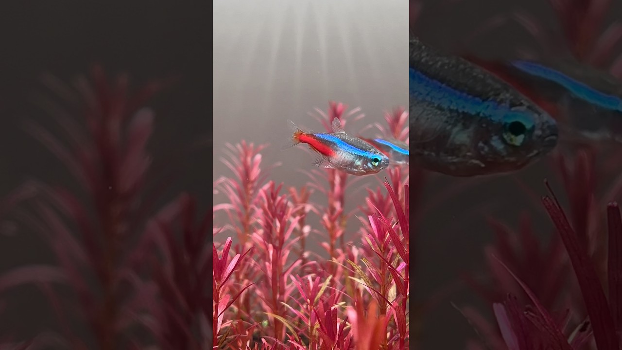 Все красные растения без CO2 