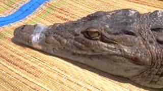 Крокодил на пляже