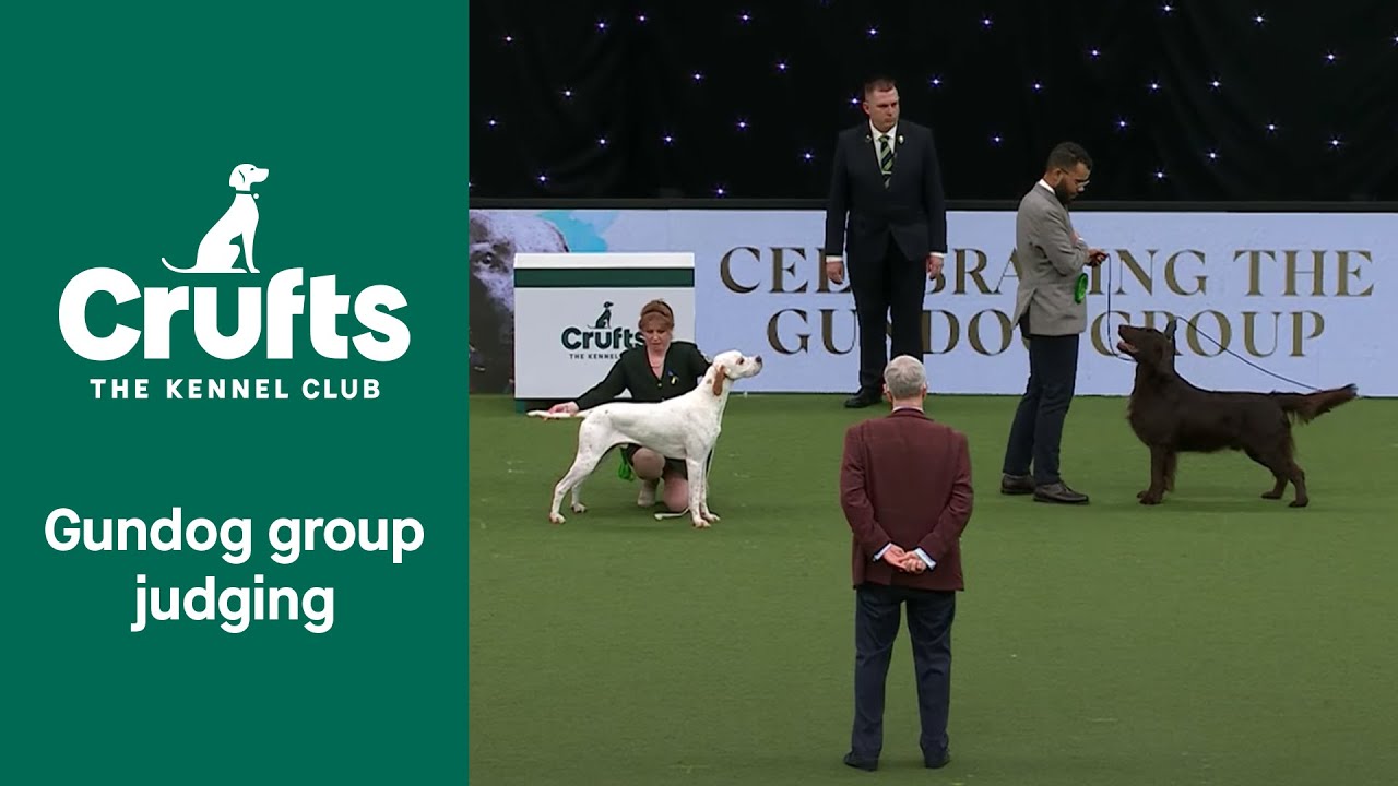 Gundog Group WINNER Crufts 2022 YouTube