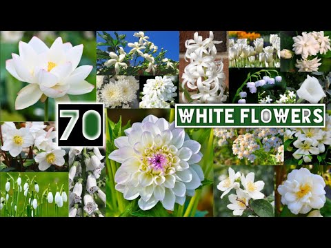 Video: Květina s bílými květy. Jména, fotky