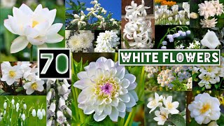 70 White Flowers Name with Pictures in English | Flowers Name in English With Pictures |whiteflowers
